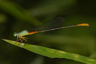 Bi-coloured damsel / Orange-tailed marsh dart Ceriagrion cerinorubellum male