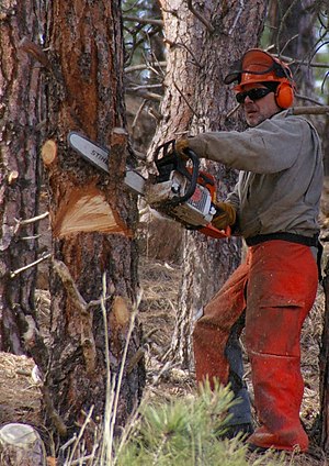 Chainsaw cutting tree.jpg