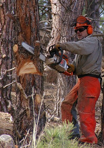 A man cutting while wearing helmet, goggles, ear defenders, gloves, chaps, and boots. Note he is wearing a face shield, but it is currently up and not providing any protection.