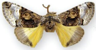 <i>Charadra oligarchia</i> Species of moth