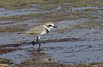 Charadrius alexandrinus - Кентский зуек 05-2.jpg