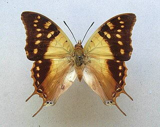 <i>Charaxes antamboulou</i> Species of butterfly