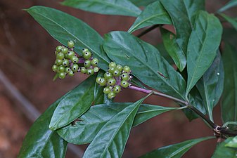 Curved flower woody chassalia / Wan guan hua (Chassalia curviflora)