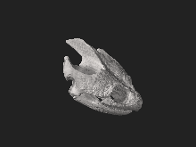 Skull of Chelydra serpentina, 3D model Chelydra serpentina 3d scan Natural History Museum University of Pisa B 2030.stl