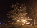 Cherry trees at evening.（夜桜） (25856775053).jpg