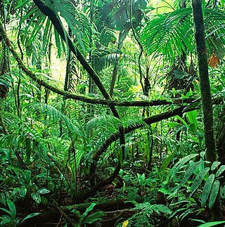 <span class="mw-page-title-main">Rainforest</span> Type of forest with high rainfall