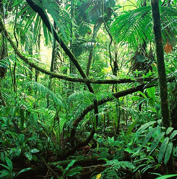 A thick rainforest in Chiapas, Mexico
