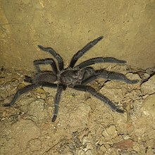 Chilobrachys.jpg