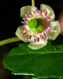 Close-up on flower Chimaphila umbellata fleur.JPG