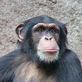 Foto eines gemeinen Schimpansen in Frontalansicht
