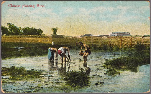 Chinese planting rice (NYPL Hades-2359221-4043577)
