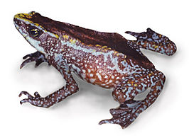 Atelopus chiriquiensis