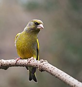 Verderón europeo (Chloris chloris)