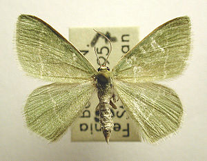 Chlorissa viridata.jpg