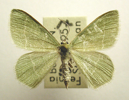 Chlorissa viridata