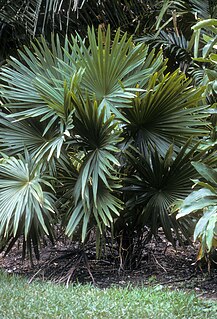 <i>Chuniophoenix</i> Genus of palms