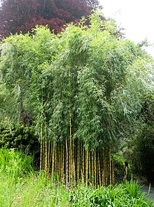 New Bamboo  Trebah Garden Cornwall