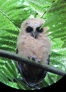 Ciccaba albitarsis Buho ocelado Rufous-banded Owl (juvenile) (17194495575).jpg