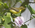 Olive-backed Sunbird (Cinnyris jugularis), near Kaeng Krachan National Park, Phetchaburi, Thailand