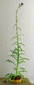 * Nomination Habitus of flowering Cirsium palustre as a house plant. --Bff 15:33, 11 December 2023 (UTC) * Promotion  Support Good quality. --Plozessor 06:13, 13 December 2023 (UTC)
