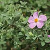 Cistus albidus