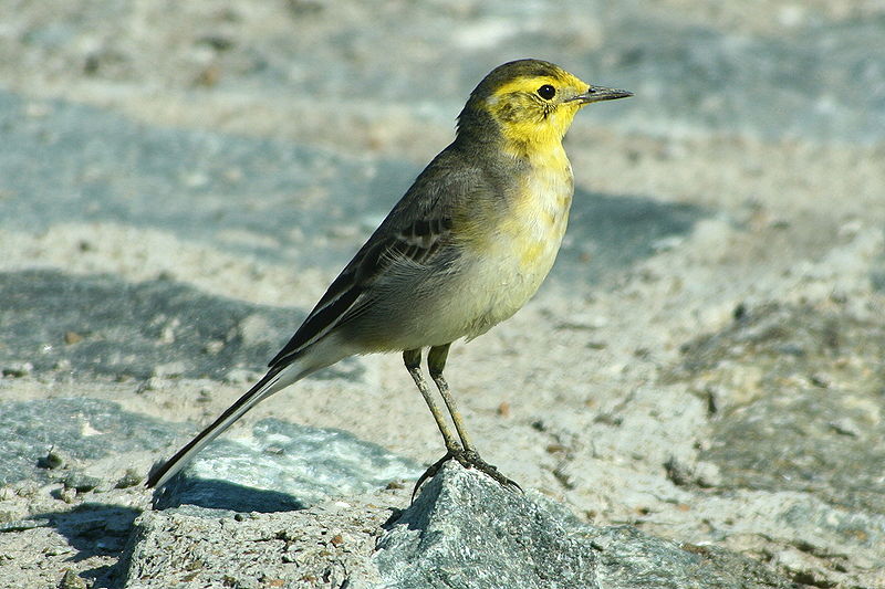 File:Citrine Wagtail (Moticilla citreola) 12-10-2006 1-29-57 PM.JPG