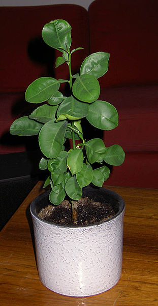 File:Citrus plant.jpg