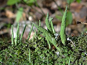 Cladonia coniocraea a1 (8).JPG