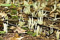 Clavaria fragilis