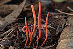 Thumbnail for File:Clavulinopsis sulcata - Lane Cove River.jpg