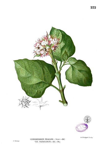 File:Clerodendrum chinense Blanco1.222.jpg