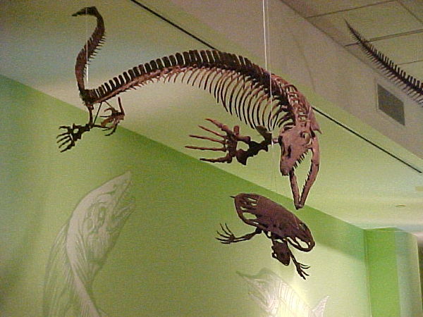 Skeleton of Clidastes liodontus mounted as if pursuing a fossil sea turtle