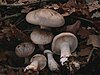 Clitocybe Nebularis.JPG