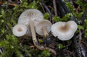 Clitocybe fragrans (With.) P. Kumm 178504.jpg