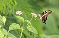 * Nomination Close wing Nectaring of Graphium agamemnon (Linnaeus, 1758) - Tailed Jay (Female) --Sandipoutsider 09:24, 30 May 2024 (UTC) * Promotion  Support Maybe to much noise reduction, but IMHO still OK for QI. --C messier 20:20, 5 June 2024 (UTC)