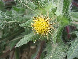 <i>Centaurea benedicta</i> Species of plant