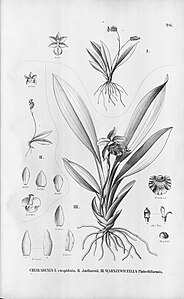 plate 96 Cheiradenia cuspidata, Cheiradenia cuspidata (as syn. Cheiradenia imthurnii), Cochleanthes flabelliformis (as syn. Warczewiczella flabelliformis)