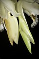 Coelogyne calcicola