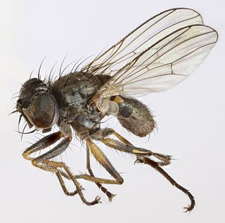 <i>Coenosia antennata</i> Species of fly