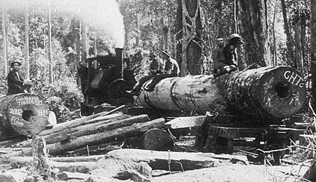 Fail:Coffs Harbour Timber Co. - Matt Singleton's property, transferring flooded gum logs onto the tramline to Coffs Harbour Timber Co. sawmill, bullocks 'Bright' and 'Lively' (cropped).jpg