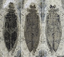 Coleopsis fossil.jpg