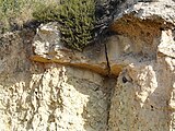 ]] (Vallès Occidental, Baix Llobregat, Barcelonès) (Sant Cugat del Vallès, Barcelona, Cerdanyola del Vallès i altres). This is a a photo of a natural area in Catalonia, Spain, with id: ES510066 Object location 41° 26′ 24″ N, 2° 06′ 36″ E  View all coordinates using: OpenStreetMap