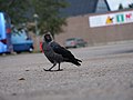 * Nomination Coloeus monedula on a parking area in the south of sweden. It is intended, that it is not horizontal. --GPSLeo 18:04, 13 July 2018 (UTC) * Decline  Oppose A lot of posterization and sharpening artifacts on the crow, as well as bad tilt. --GerifalteDelSabana 02:27, 14 July 2018 (UTC)