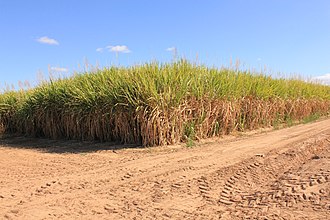 Sugarcane growing in Dalbeg, 2010 Colourful Cane, Dalbeg, 2010.jpg