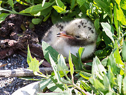 Common Tern chick.