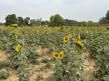 Common sunflower farming in Lambhua, Sultanpur