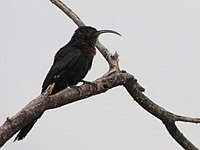 Common scimitar-bill, a widespread resident in woodland Common Scimitar-bill 01.jpg