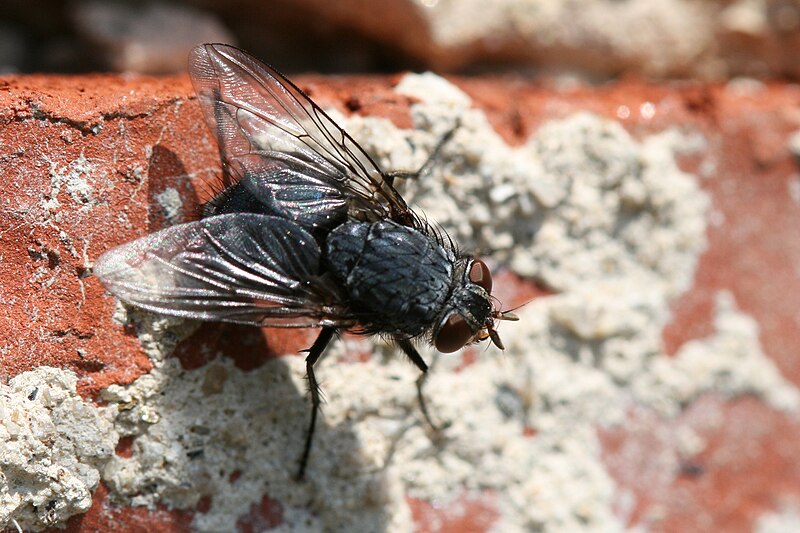 File:Common housefly.jpg