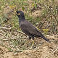 * Nomination Common myna (Acridotheres tristis melanosternus) --Charlesjsharp 08:10, 26 March 2022 (UTC) * Promotion  Support Good quality. --Ermell 09:23, 26 March 2022 (UTC)