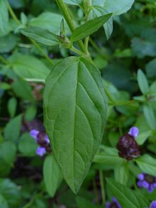 P. vulgaris var lanceolata Common self-heal (Prunella vulgaris) -- leaf.JPG